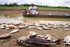 Massensterben von Fischen k�nnte Amazonas-Indianer gef�hrden