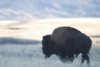 Head Smashed In Buffalo Jump